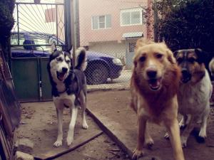 Прикачена снимка