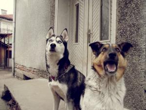 Прикачена снимка