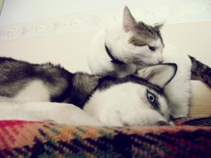 Прикачена снимка