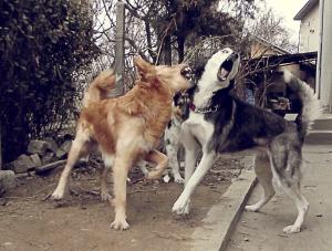 Прикачена снимка
