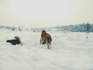 Прикачена снимка