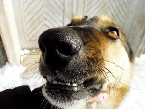Прикачена снимка
