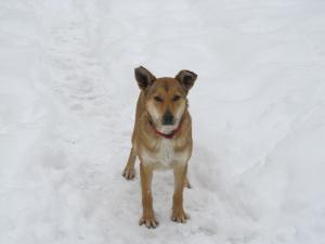 Прикачена снимка