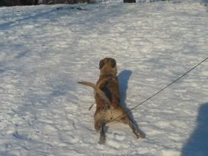Прикачена снимка
