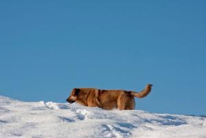 Прикачена снимка