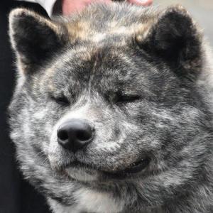 Прикачена снимка