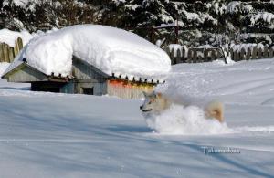 Прикачена снимка