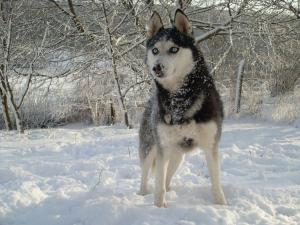 Прикачена снимка