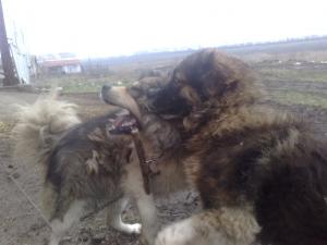 Прикачена снимка
