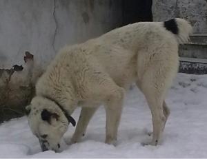 Прикачена снимка