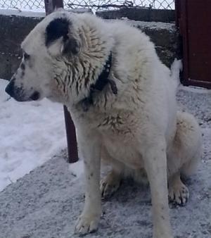 Прикачена снимка