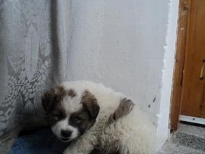 Прикачена снимка