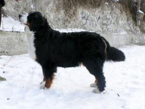 Прикачена снимка