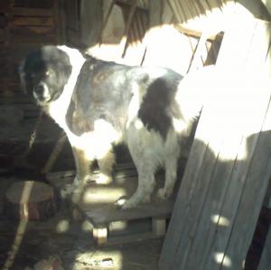 Прикачена снимка