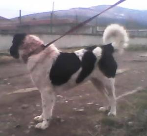 Прикачена снимка