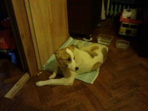 Прикачена снимка