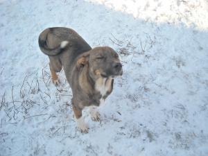 Прикачена снимка