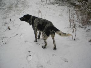 Прикачена снимка