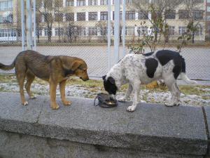 Прикачена снимка
