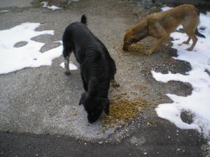Прикачена снимка