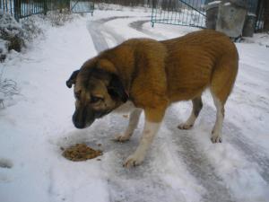 Прикачена снимка