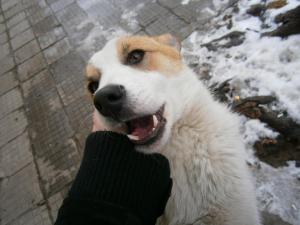 Прикачена снимка