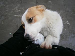 Прикачена снимка
