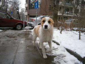 Прикачена снимка