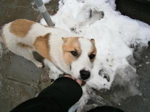 Прикачена снимка