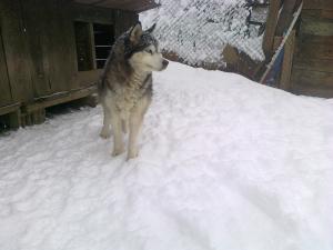 Прикачена снимка