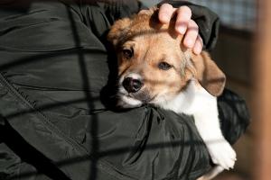 Прикачена снимка