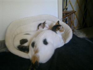 Прикачена снимка