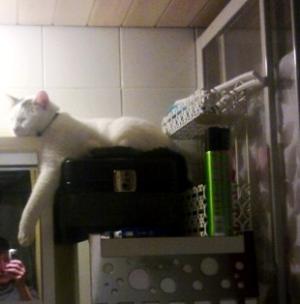 Прикачена снимка