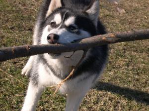 Прикачена снимка