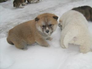 Прикачена снимка