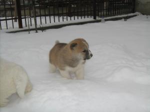 Прикачена снимка
