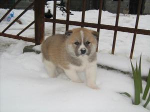 Прикачена снимка