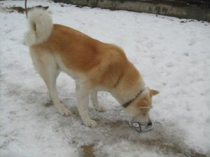 Прикачена снимка