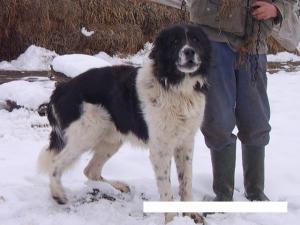 Прикачена снимка