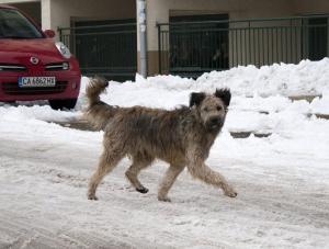 Прикачена снимка