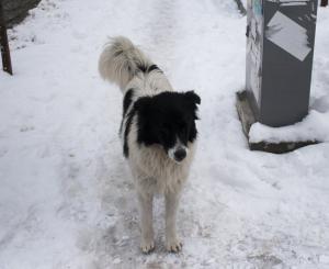 Прикачена снимка