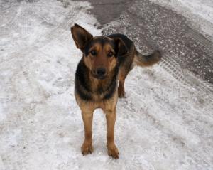 Прикачена снимка