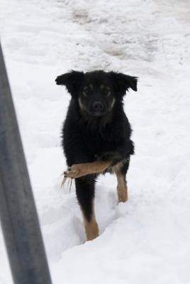 Прикачена снимка