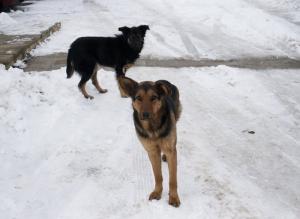 Прикачена снимка