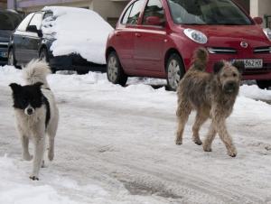 Прикачена снимка