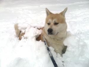 Прикачена снимка