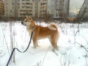 Прикачена снимка