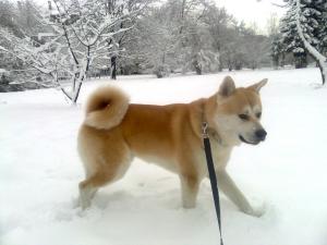 Прикачена снимка