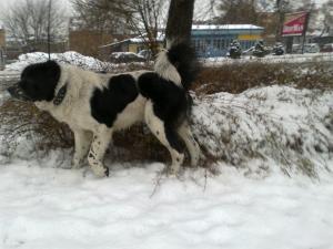 Прикачена снимка