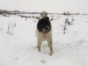 Прикачена снимка